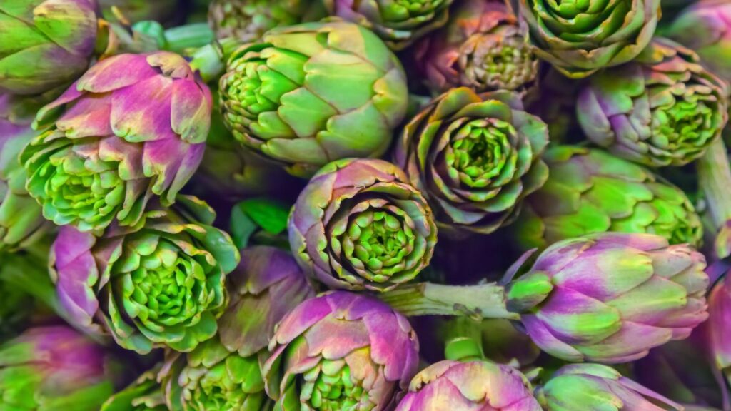 Artichokes: Liver Health Promoters and Fructan Content