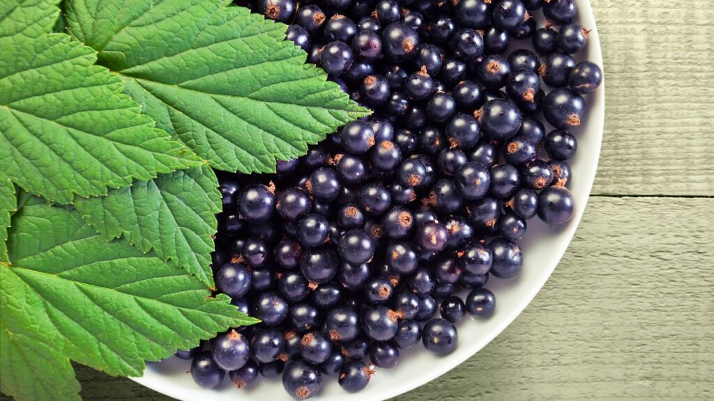 Currant: Anti-Aging Properties and Tart Flavor Considerations