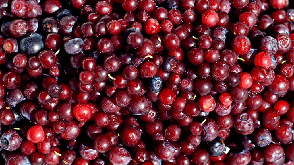 Huckleberry: Wild Berry Benefits and Foraging Safety