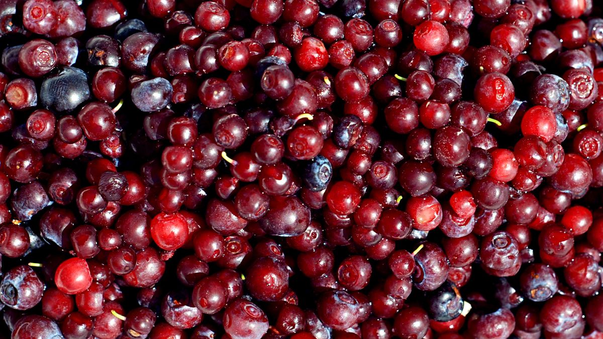 Huckleberry: Wild Berry Benefits and Foraging Safety