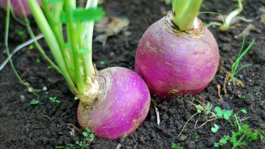 Turnips: Bone Health and Risk of Kidney Stones