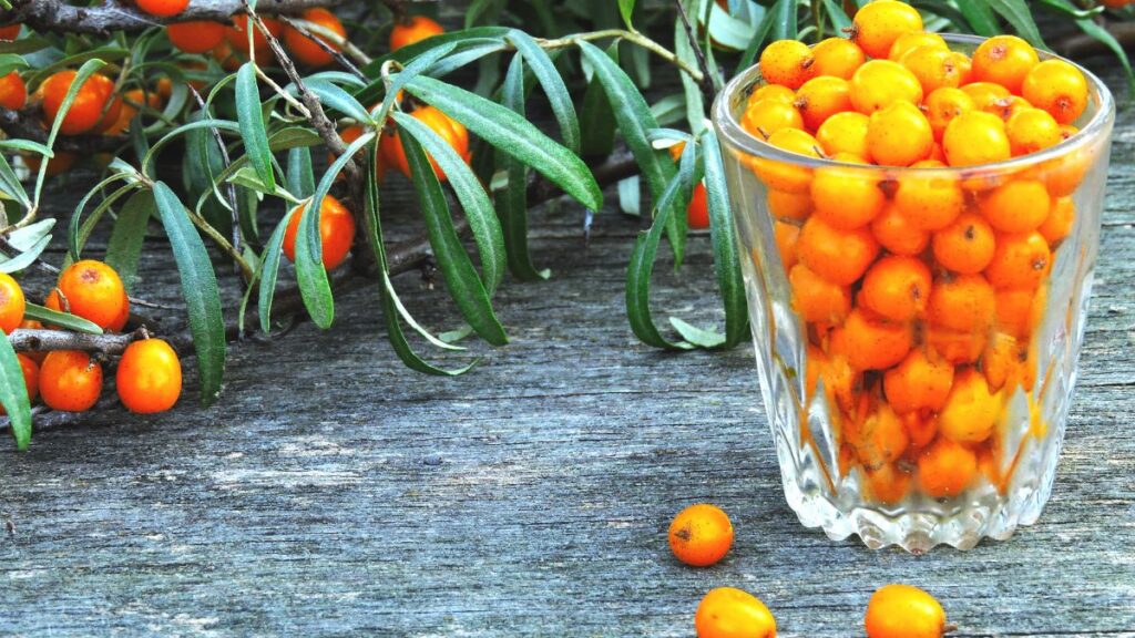 Sea Buckthorn: Omega Fatty Acids and Tartness Caution